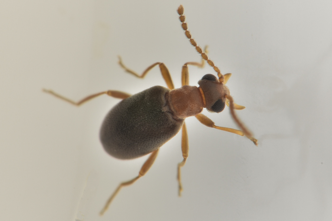Aderidae: Otolelus sp? Sì, cfr. ruficollis